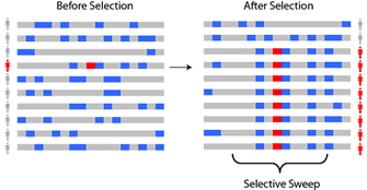 A two-part diagram shows chromosomes in a population of ten individuals before and after selection. One chromosome is shown for each of the ten individuals and is depicted as a horizontal grey rectangle. Blue rectangular regions along the chromosomes represent derived alleles. Red rectangles along the chromosome represent new, advantageous alleles. The diagram at left shows a population before selection of an advantageous allele has occurred. A single individual in the population has a red rectangle, or advantageous allele, along their chromosome. The diagram at right shows a population after selection of the advantageous allele has occurred. In this population, eight individuals have the advantageous allele along their chromosome.