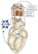 Figure 3 : Schematic of visceral pain. Visceral pain is mediated by visceral afferents that are processed in the dorsal root ganglion. Unfortunately we are unable to provide accessible alternative text for this. If you require assistance to access this image, or to obtain a text description, please contact npg@nature.com