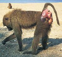 baboons red bum
