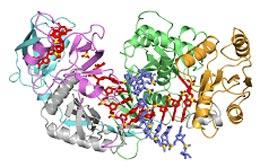 Argonaute protein with DNA and RNA bound