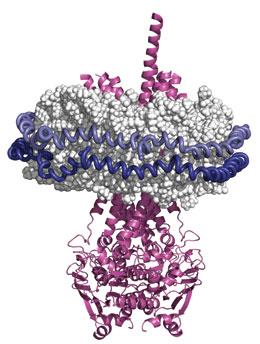 shape of lipids