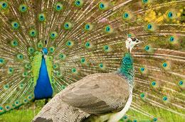 Peacock Lek