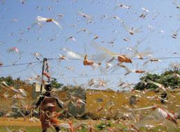 Desert Locust Swarm