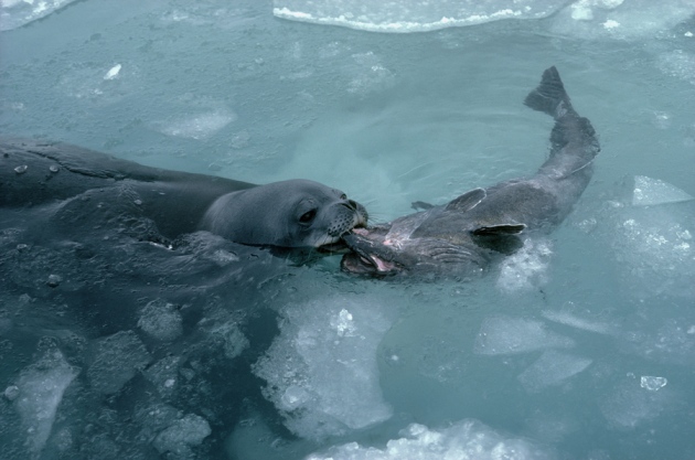 Antarctica Tools