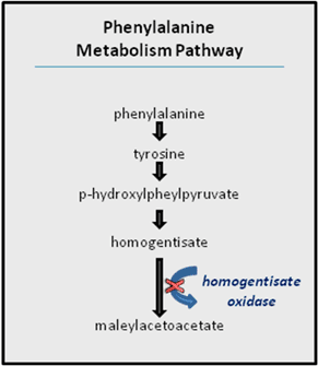This four-step diagram shows phenylalanine metabolized to yield maleylacetoacetate. In the first step, phenylalanine is converted to tyrosine. In the second step, tyrosine is converted to p-hydroxylpheylpyruvate. In the third step, p-hydroxylpheylpyruvate is converted to homogentisate. In the fourth step, homogentisate is converted to maleylacetoacetate A curved blue arrow beside the last step shows the action of the homogentisate oxidase enzyme that catalyzes the final reaction. A red X through the curved blue arrow indicates that in some individuals, homogentisate oxidase is defective and cannot catalyze the reaction.