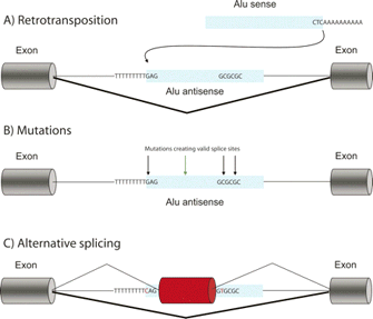 This schematic diagram shows the three steps of exonization of an ALU element, namely retrotransposition, mutations, and alternative splicing.