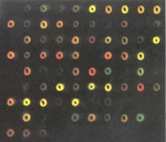 This microarray scan has 90 spots arranged in 10 columns with 9 rows. The spots look like O’s and are red, green, and yellow against a black background.