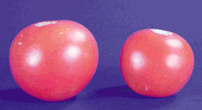 A photograph shows two red tomatoes sitting side-by-side on a blue surface. The tomato at right is approximately 75 percent the size of the larger tomato at left.