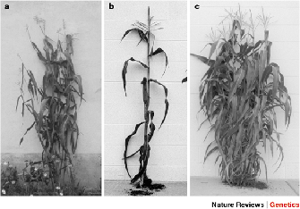 The grass teosinte is shown beside wild-type and mutant maize crops in three black- and-white photographs. In panel A, a teosinte crop has several stalks, each covered in many long, drooping leaves, which lend it a full, bushy appearance. A wild-type maize crop in panel B has a single stalk with approximately ten leaves. The leaves appear to be a darker color than the teosinte leaves in panel A. A mutant maize crop in panel C has many leaf-covered stalks; the plant appears twice as bushy as the teosinte shown in panel A, and the leaves appear to be the same color as the teosinte.