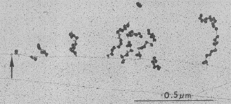 A greyscale electron micrograph shows a bacterial chromosome with nine growing polysomes along its length. The chromosome looks like a thin horizontal line. The polysomes look like a vertical string of beads branching upwards off the chromosome. An arrow points to a spot at the far left terminus of the chromosome that indicates a potential binding site for RNA polymerase.