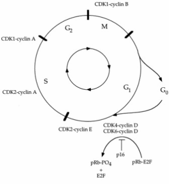 This circular diagram illustrates the cell cycle in mammals. Several CDK-cyclin complexes regulate the cell cycle at various points.