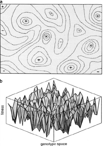 Black and white adaptive landscape representations are shown in panels a and b. In panel a, the adaptive landscape is composed of hand-drawn, dotted contour lines, with plusses and minuses indicating the peaks and valleys. In panel b, the adaptive landscape is a three-dimensional illustration, represented as a transparent cube. Inside the cube, the space between jagged interconnected lines is shaded grey, so that the interior of the cube appears to be filled with a drawing of jagged, grey terrain. Genotype space is labeled along the diagram's X- and Z-axes, below the cube. Fitness is labeled along the diagram's Y-axis.