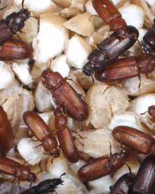 A photograph shows 17 beetles crawling over white clumps of flour. The beetles are either light or dark brown in color. They each have six segmented legs and three distinct body segments: a round head, a square thorax twice the width of the head, and an elongated abdomen four times the length and the same width as the thorax.