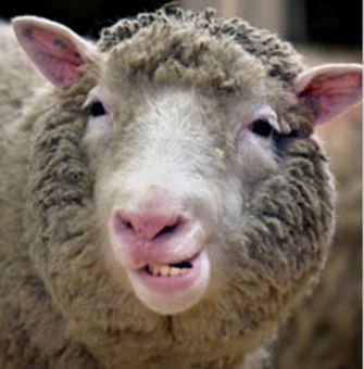 A close-up, front-facing photograph shows Dolly the sheep, the first cloned mammal. The sheep has a thick, white, wooly coat; pink ears with black spots; and a pink nose and lips. The sheep is staring into the camera; its mouth is open, and its lower jaw is not aligned with the upper jaw.