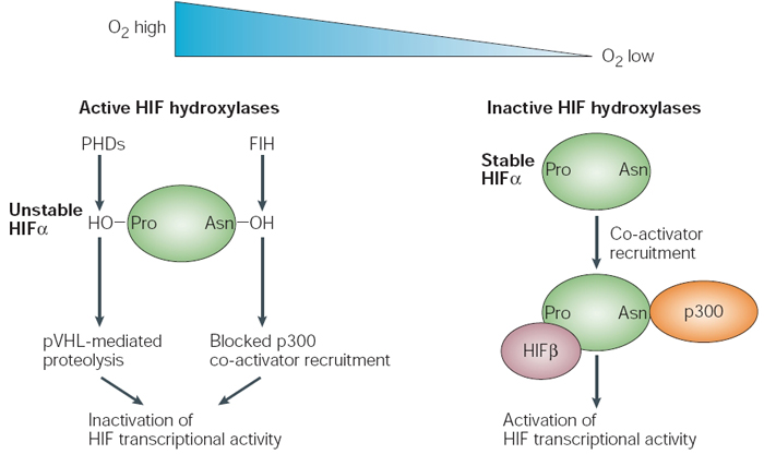 Two side-by-side schematic illustrations show HIF in conditions where oxygen levels are high (illustration at left) and conditions where oxygen levels are low (illustration at right). At left, when HIF hydroxylases are active, HIF alpha is unstable, causing pVHL-mediated proteolysis and blocked p300 co-activator recruitment. This results in inactivation of HIF transcriptional activity. At right, when HIF hydroxylases are inactive, HIF alpha is stabilized, allowing co-activator recruitment and activation of HIF transcriptional activity.
