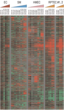 Output from a microarray analysis is organized into five columns. A colored right triangle is shown above the microarray at the top of each column. The columns are labeled as follows: EC (red), SM (blue), HMEC (pink), RPTEC #1 (orange), and RPTEC #2 (orange). Underneath the triangles are vertical labels indicating the oxygen percentage and time point. The EC samples are from 0% or 2% oxygen at 1, 12, or 24 hours. The SM and HMEC samples are from 0% or 2% oxygen at 1, 3, 6, 12, or 24 hours. The RPTEC #1 samples are from 0% or 2% oxygen at 6, 12, or 24 hours. The RPTEC #2 samples are from 0% or 2% oxygen at 6 or 12 hours and from 2% oxygen only at 24 hours. The data in the columns below is a series of black, gray, green and red dashes. Each set of microarray samples is separated by a solid gray column.