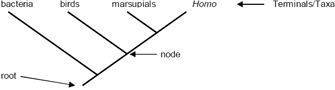 This sample phylogenetic tree diagram depicts several terms related to phylogenetic terminology. The phylogenetic tree itself is composed of a thin diagonal line with three perpendicular diagonal lines branching off from it. The lower terminus of the single diagonal line that represents the ancestral population is labeled as the root. The point where each of the three perpendicular branching lines originates from the original diagonal line is labeled as a node. Each of the perpendicular branching lines is labeled with the name of a taxon at its end, or terminus: the line closest to the root represents bacteria; the adjacent line represent birds; the line beside it represents marsupials. The top of the original diagonal line, adjacent to the marsupial branch and farthest from the tree's root, is labeled Homo.