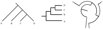 Three phylogenetic tree diagrams show relationships between the same four taxa: A, B, C, and D. In the first diagram, the taxa are represented by downward diagonal lines. In the middle diagram, the taxa are represented as horizontal lines, connected by vertical lines so that the tree is composed of horizontal brackets. In the diagram at right, the taxa are represented by interconnected curved lines, forming a generally circular tree.