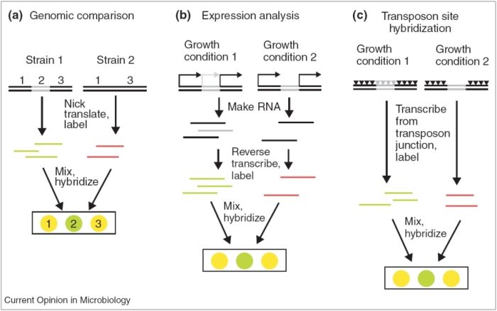This three-panel diagram show three methods for identifying virulence genes using microarrays: genomic comparison, expression analysis, and transposon site hybridization.