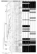 This complex illustration and table provides information on the genetic variation between 68 different strains of Vibrio vulnificus that were isolated from different locations in the United States and around the world. The rep-PCR profiles are shown for each strain, which appear as sets of distinct, dark, parallel bands. The table lists the strain names and the origins for each strain with the site and date of isolation.