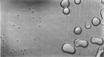 A black and white photomicrograph shows colonies of R cells before and after transformation. 27 colonies grown in the absence of the transforming substance are shown on the left-hand side of the frame: they look like small, spherical bumps. Approximately ten colonies are shown on the right-hand side of the frame, after transformation. The transformed colonies are significantly larger than the non-transformed colonies. They are shaped like spheres and ovals, and they look like smooth, opaque water droplets.