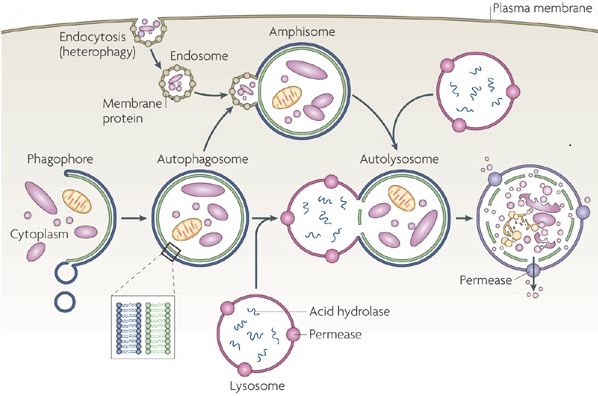 A multi-step diagram shows the autophagy pathway that occurs in yeast cells. In general, cytoplasmic material is engulfed in a phagophore, which forms an autophagosome. The autophagosome can fuse to an endosome, forming an amphisome. The amphisome then fuses with a lysosome, forming an autolysosome. The enzymes in the autolysosome degrade the cellular material and recycle the components.