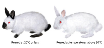 An illustration shows two rabbits side-by-side. The rabbit at left was reared at 20 degrees Celsius. It has a white body with black ears, nose, feet, and tail. The rabbit at right was reared at temperatures above 30 degrees Celsius. It is white with no black coloration on its body or extremities. Both rabbits have red eyes.