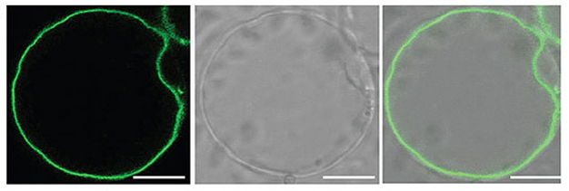 Three photomicrographs show a tonoplast, the membrane that surrounds a protoplast vacuole. In the photomicrograph at the left, ATCLCA, a protein that localizes to the tonoplast, has been labeled with GFP (green fluorescent protein). The outline of the tonoplast is fluorescent green against a black background and resembles a circle with a small indentation on its right side. The diameter of the circle is approximately 50 microns. The middle photo shows the tonoplast using a light microscope. The tonoplast has the same shape and is white against a faded grey background. The third photograph shows the two images merged. The same circular shape is outlined in green against a dark grey background.