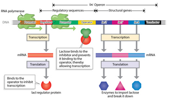 An illustration shows a region of bacterial DNA that contains the lac operon. The DNA is represented as a thin horizontal rectangle, and the lac operon and its upstream regulatory region are represented by different colored rectangular regions clustered together along the DNA. The two promoter regions, a regulator, an operator, a terminator, and three structural genes are labeled. The enzyme RNA polymerase is shown moving along the DNA. Text boxes and arrows show the steps and products of the transcription and translation processes.
