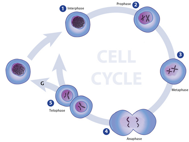 A circular cell-cycle diagram shows the degree to which chromatin is condensed inside a cell during the five stages of mitosis. Each stage is labeled and numbered beside an illustration of a cell. At the center of each cell is a nucleus containing chromatin. The illustration for stages 1 (interphase), 2 (prophase), and 3 (metaphase) show only a single cell. Stage 4 (anaphase) shows a cell in the process of dividing: two distinct cell shapes with two developing nuclei are shown. In stage 5 (telophase), two separate cells are shown, each with its own nuclei and chromatin.