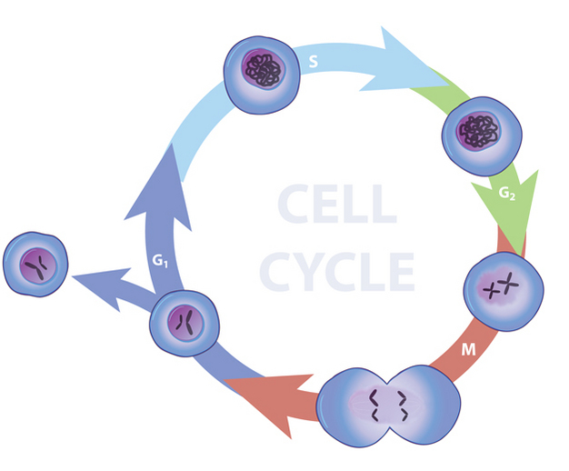 A series of arrows arranged in a circle show the four phases of the cell cycle. An illustrated circular cell is shown in each phase, and contains a round nucleus at its center, which encloses chromosomes. An arrow represents each transition between phases.