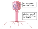 A schematic illustration shows the structure of a bacteriophage. A clump of coiled DNA is contained inside a pink icosahedra. A vertical, pink, cylinder is attached to the base of the icosahedra. Six stick-like protrusions are attached to the lower end of the cylinder. A textbox states that the bacteriophage genome is DNA, and that all other parts of the bacteriophage are protein.