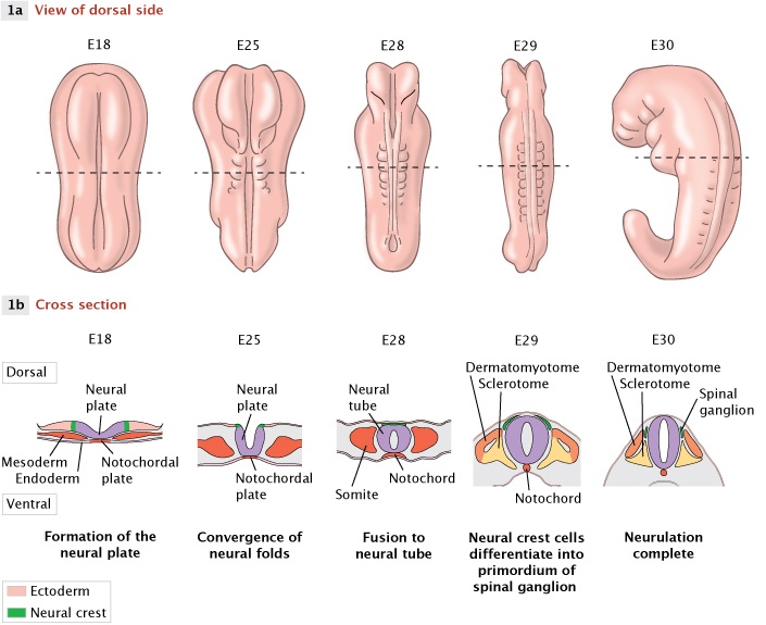 A two-part illustration shows the formation of a neural tube in a developing human embryo. In the top row labeled 1a, a series of drawings from left to right shows the whole embryo as a small elongated pink structure with a widened anterior end, that forms a seam along its back with elevated ridges alongside it. In the lower row labeled 1b, a series of illustrations shows the conformation of tissues that are beneath the dorsal seam, in cross section. The view is similar to looking down the center of a tunnel, with the opening being a thick circle, and other tissues appearing as objects arranged tightly along the outside of the circle. Nearby tissues are color-coded and appear as layers adjacent to each other, and the tube. The part of the ectoderm that forms a depression beginning this process is called a neural plate, and when this plate folds over to make a tube, it first bends upward like a u-shape in cross section. After the dorsal ends of the plate meet, they form a closed circle shape. Adjacent somites are shaped like triangles in cross section, abutting the sides of the circular form of the tube. In the dorsal whole embryo view of the upper row, these somites appear as series of bumps arranged in two parallel rows along the length of the tube.