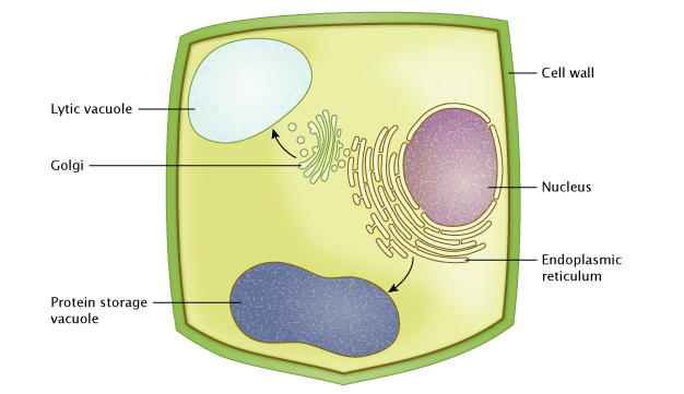A schematic diagram of a single plant cell shows how proteins are transferred to vacuoles through intracellular trafficking and membrane fusion between the ER, Golgi, and destination vacuoles. There is an arrow from the ER to the protein storage vacuole, and an arrow from the Golgi to the lytic vacuole. The ER and the Golgi are close to the cell nucleus. The plant cell wall and membrane form a trapezoidal shape around all these labeled subcellular compartments.