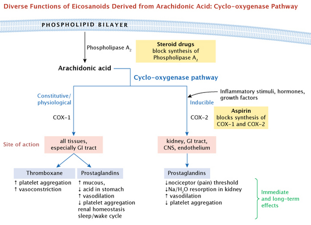 A schematic diagram elaborates on the cyclo-oxygenase pathway, and the specific effects of COX enzymes, by showing boxes and arrows. At the top, arachidonic acid is synthesized on the intracellular side of the plasma membrane, via phospholipase A, which is the label for an arrow pointing from the membrane to arachidonic acid. The subsequent arrows emanating from arachidonic acid each point to COX-1 and COX-2. Underneath COX-1 is an arrow leading to a box labeled “all tissues, especially GI tract.” Underneath this box are two arrows. One arrow leads to Thromboxane, whose actions in these tissues are listed as: increased platelet aggregation and increased vasoconstriction. Another arrow from the box leads to Prostaglandins, whose tissue actions stimulated by COX-1 are listed as: increased mucous, decreased acid in the stomach, increased vasodilation, decreased platelet aggregation, renal homeostasis, and the sleep/wake cycle. On the other branch are the effects of COX-2, indicated by a box naming these tissues: “kidney, GI tract, CNS, and endothelium.” There is one arrow only from this box, indicating that the effects here are mediated by Prostaglandins only, and they are listed as: decreased pain threshold, decreased sodium and water resorption in the kidney, increased vasodilation, and decreased platelet aggregation.