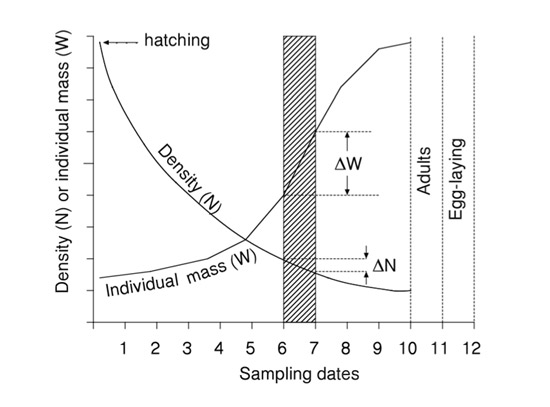 Calculation of secondary production by sampling a cohort
