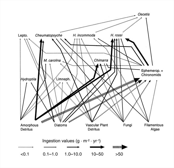 Quantitative food web for the major caddisfly taxa on submerged wood habitat in a river