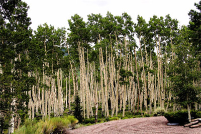 "Pando" is a giant aspen clone in the Fish Lake National Forest, Utah.