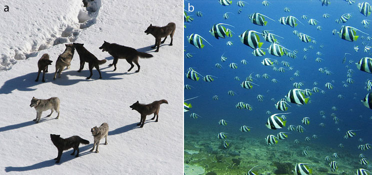 Social groups which have formed to improve the probability of survival and reproduction of individual members: pack of wolves (a) and school of fish (b)