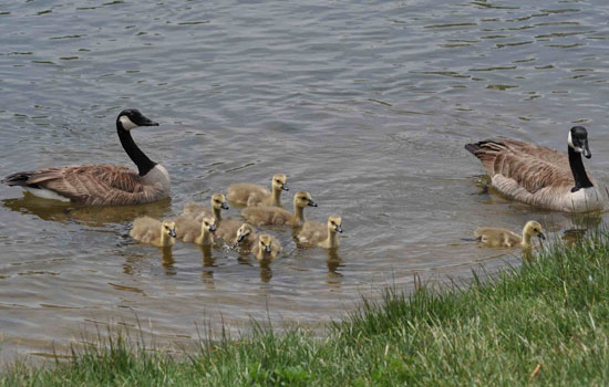 A Canada goose family