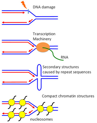 A schematic diagram shows four obstacles on DNA that obstruct replication: DNA damage, transcription machinery, DNA secondary structures, and compact chromatin structures. DNA is depicted as two horizontal lines arranged in parallel. The right halves of the two lines are straight, and arranged close together. The left halves of the two lines have bowed apart from one another, leaving a larger margin of center space between them. The point where the lines separate represents the replication fork.
