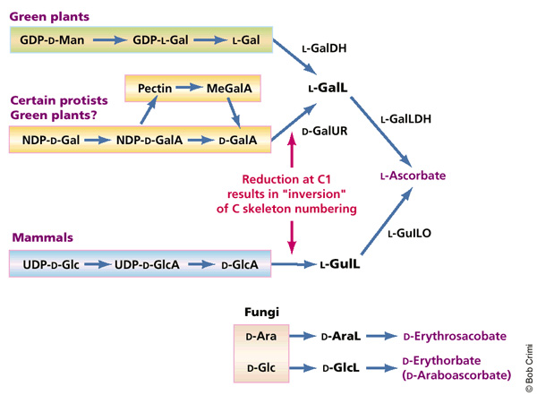 A diagram shows the biosynthetic pathways used to synthesize ascorbic acid and ascorbic acid analogs in green plants, certain protists, mammals, and fungi. The pathways in green plants, certain protists, and mammals produce the compound L-ascorbate.  In fungi, two biochemical pathways are used to synthesize the ascorbate analogs D-erythrosacobate and D-erythorbate (also known as D-araboascorbate).