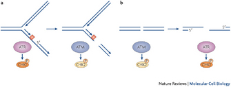 A schematic diagram shows two scenarios wherein single and double-stranded DNA breaks activate the ATR and ATM pathways, respectively. In panel A, an illustration at left shows a single-stranded DNA break on the replication fork activates ATR. An illustration at right shows a double-stranded DNA break on the replication form activates ATM. In panel B, an illustration at left shows a double-stranded DNA break on a linear region of DNA activates ATM. At right, two single-stranded DNA breaks that occur at different positions along a linear region of DNA activate ATR. Double-stranded DNA is represented in both panels as two thin, horizontal, blue lines arranged in parallel. Where the DNA is single-stranded, one of the horizontal blue lines is absent. Double-stranded DNA breaks are depicted as a shared gap in both the upper and lower horizontal lines.