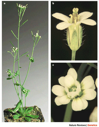 Three photographs show the plant Arabidopsis thaliana. In panel A, a whole plant with three primary stems is shown growing in a small pot, and the terminus of each stem has several white flowers. A single white flower is shown at a higher magnification in panels B and C.