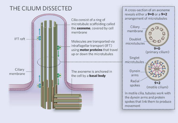 A labeled schematic diagram shows the structure of the primary cilium. The organelle is depicted as a vertical, cylinder-shaped, cellular protrusion. A ciliary membrane forms the outline of the cylinder; inside the membrane, nine vertical rectangles are arranged in a hollow, ring-shaped configuration. The rectangles represent microtubules, and the ring-shaped arrangement is called an axoneme. Green spheres attached to beige rectangles represent molecules attached to intraflagellar transport rafts. The raft-molecule complexes are bound to the outside of several microtubules.  The axoneme is anchored in the cell by a basal body, depicted as a horizontal ring of microtubules lying perpendicular to the base of the axoneme. An inset box shows cross-sections of axonemes with microtubules arranged in two different configurations. In a cross-section, the axoneme looks like a flat circle. The axoneme at top contains microtubules in a 9+0 arrangement: nine ovals, representing microtubules, are arranged in a ring-shape inside the circle. The axoneme below contains microtubules in a 9+2 arrangement: nine microtubules are arranged in a ring shape inside the circle; they are connected to a pair of microtubules in the center of the circle. In this configuration, the circular axoneme looks like a wheel, with the connection between the ring of microtubules and the two central microtubules resembling spokes.