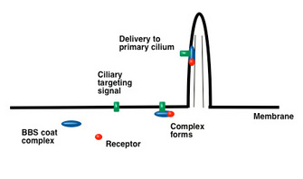 A schematic diagram shows a BBS complex delivering a receptor and a ciliary targeting signal to the primary cilium. A cell membrane is depicted as a horizontal line; a cone-shaped protrusion along the membrane is the primary cilium. A BBS coat complex is represented by a blue oval, and forms a new complex with a receptor molecule, represented by a red sphere, and a ciliary targeting signal, represented by a green rectangle. The red sphere, green rectangle, and blue oval are bound to the left-hand side of the primary cilium.
