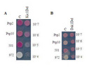 The results of a genetic color assay in yeast with two different gene deletions are shown in panels A and B. In panel A, four yeast strains are listed in a vertical column. The strains are PRP2, PRP10, 501, and 972. A color splotch representing the colony color of each strain is shown in column two (representing the control strains) and column three (representing yeast with a DSK1 plus deletion). A similar table is shown in panel B. Color splotches in column three of this table represent the colony color of the four yeast strains with a KIC1 plus deletion.