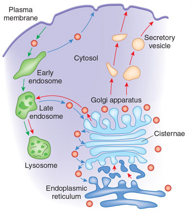 A schematic shows a portion of a cell with the endoplasmic reticulum, Golgi apparatus, and plasma membrane labeled. The activity of lysosomes and secretory vesicles is shown inside the cell with illustrations separated by red, blue, and green arrows. The endoplasmic reticulum is depicted as a membranous network (dark blue) below a similar membranous network representing the Golgi apparatus (light blue). Cargo is shown traveling between the endoplasmic reticulum and the Golgi, and from the Golgi to the outside of the cell via secretory vesicles. Cargo molecules entering the cell from the external side of the plasma membrane are encapsulated by an early endosome, which develops into a late endosome, and then into a lysosome. Cargo molecules are also shown being transported between late endosomes and the Golgi apparatus.