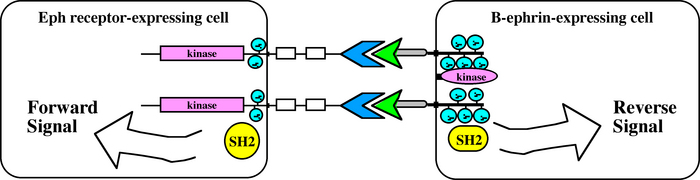 A schematic illustration shows bidirectional signaling between an Eph receptor-expressing cell and an B-ephrin-expressing cell. Signaling from the B-ephrin-expressing cell into the Eph receptor-expressing cell is represented by an arrow labeled \"forward signal.\" Signaling in the opposite direction from the Eph receptor-expressing cell into the B-ephrin-expressing is represented by an arrow labeled \"reverse signal.\"