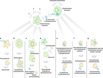 An illustrated schematic diagram shows seven hypotheses for the origin of mitochondria. The hypotheses are shown from left to right in a row of panels labeled A through G. On the left side of the diagram, panels A, B, C, and D represent the traditional view that mitochondria were first acquired as endosymbionts by a eukaryotic host cell. On the right side of the diagram, panels F, G, and H represent the alternative view that mitochondria were first acquired as endosymbionts by a prokaryotic host cell before the acquisition of a nucleus. The panels use simple outlines of cells, mitochondria, and nuclei to illustrate various models. The final stages in the evolution of eukaryotic cells with mitochondria are shown above these seven panels.